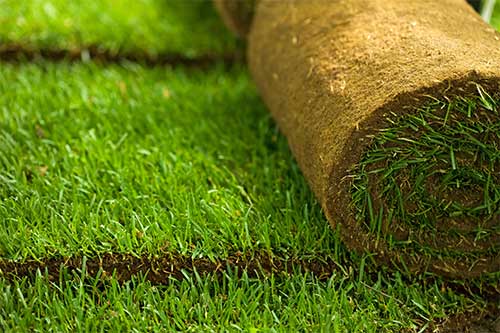 Turf and Synthetic Lawns